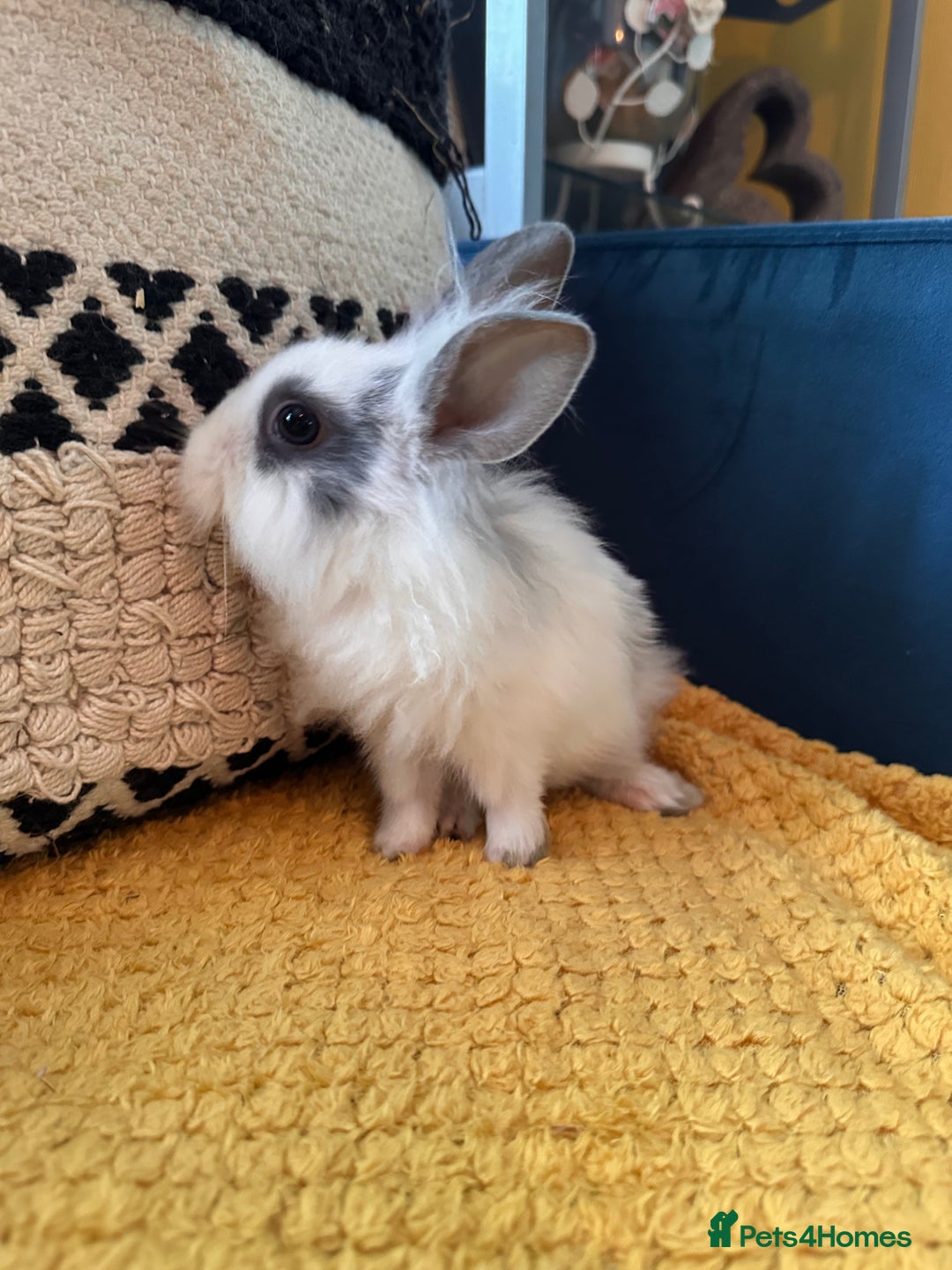 Lionhead rabbits for sale: Lionhead Babies for Sale  - Image 19