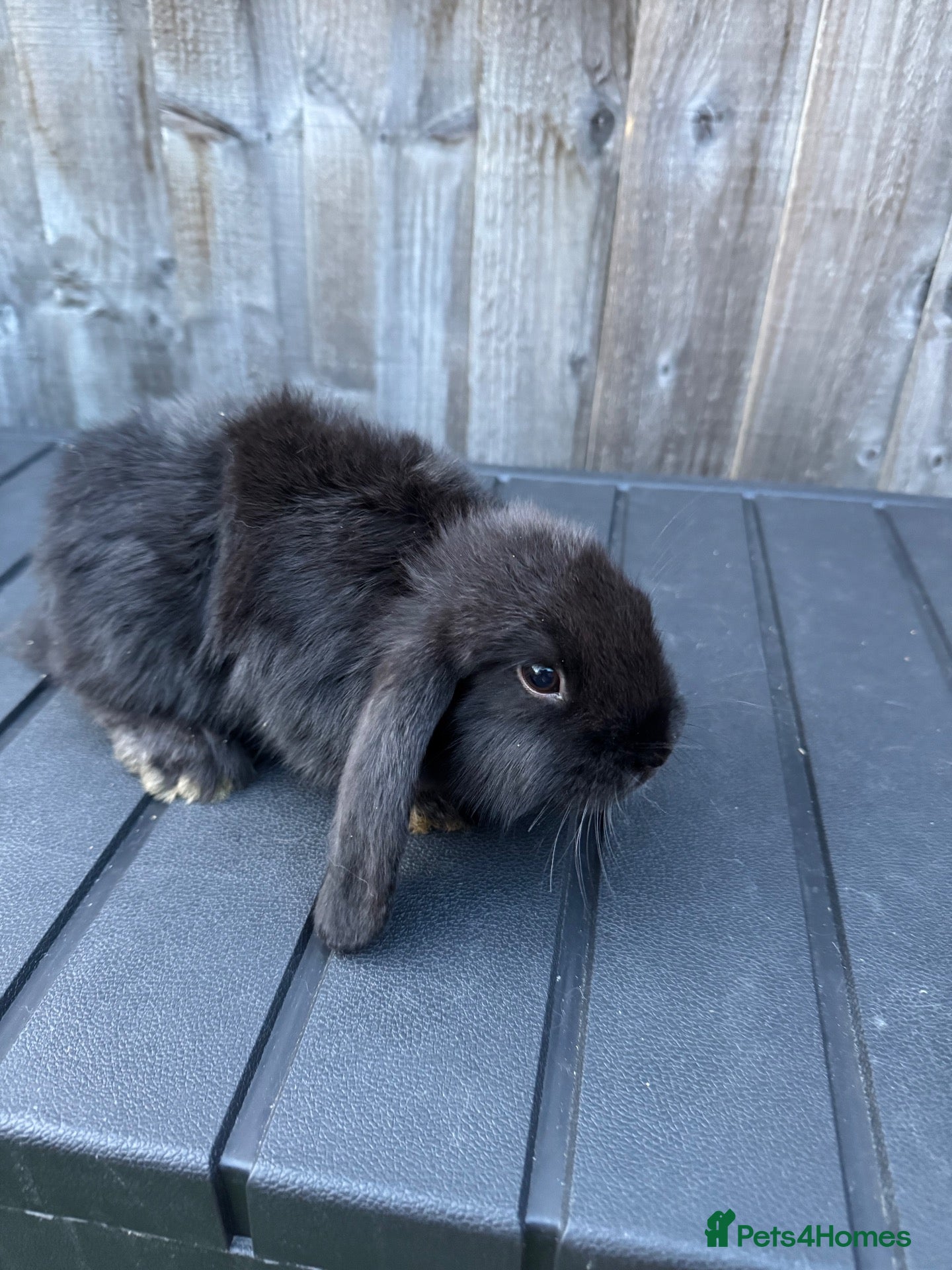 Mini Lop rabbits Mini Lops - Advert 1