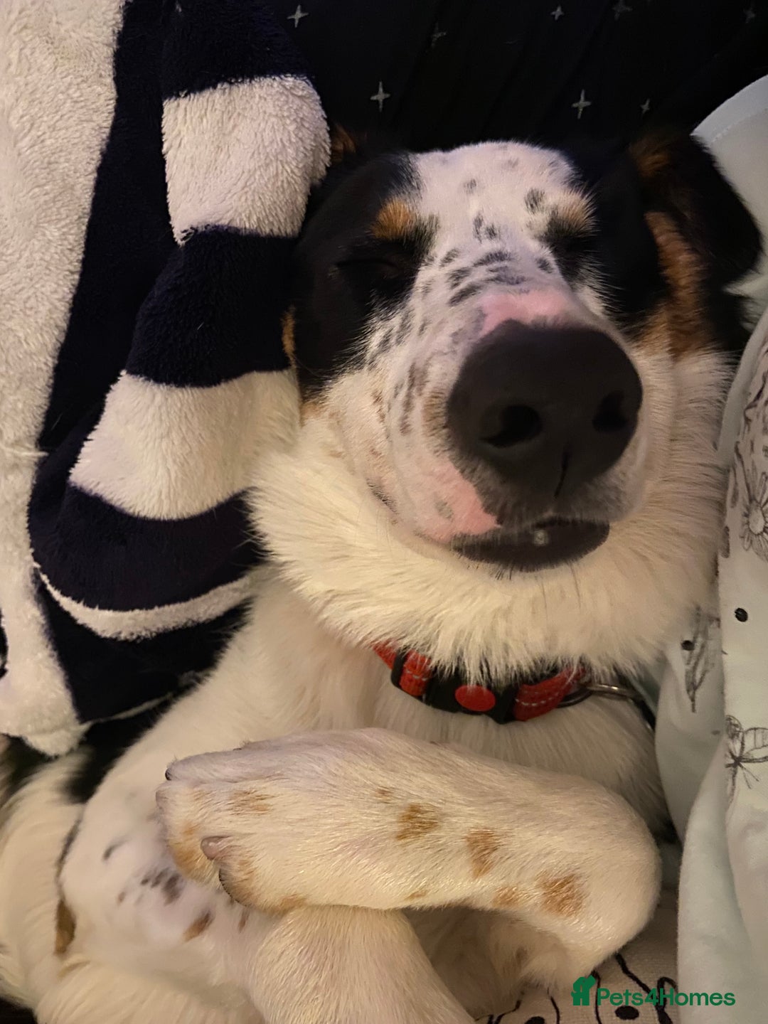 Border Collie dogs for sale: Gorgeous but anxious 4yr old border collie boy - Advert 8