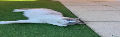Ragdoll 1