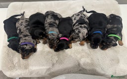 Dachshund dogs for sale: dachshund pups dapple and black & tan - Advert 4