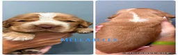 Cocker Spaniel dogs for sale: KC, HEALTH TESTED 5* SHOW COCKER PUPS - Advert 5