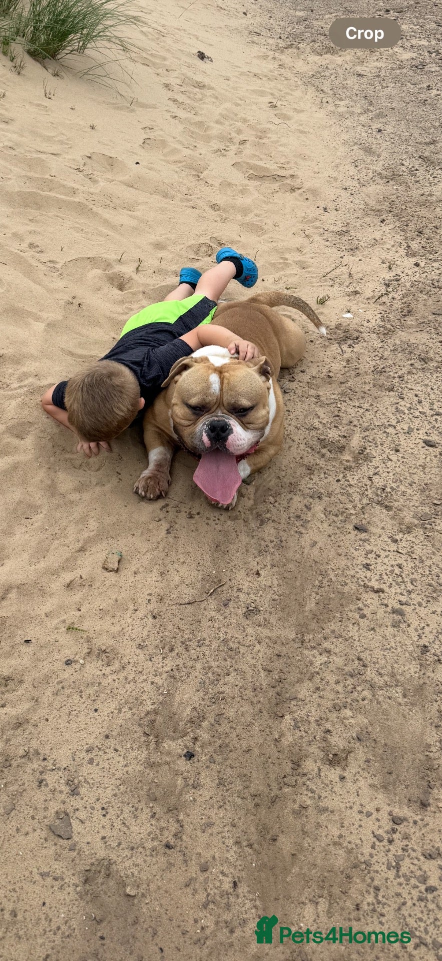 American Bulldog dogs Bruno- Pocket Bully  - Advert 2