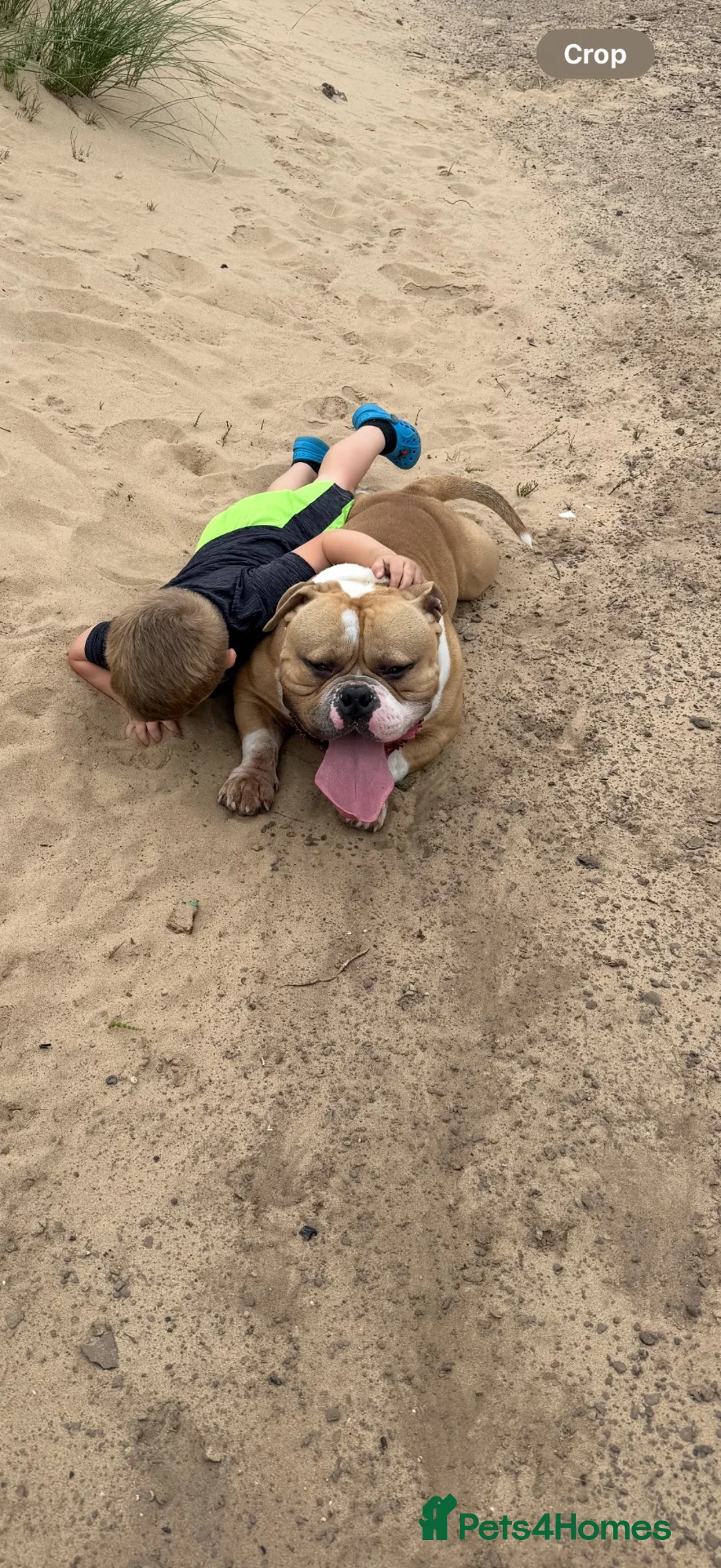 American Bulldog dogs for stud: Bruno- Pocket Bully  in Hartlepool - Advert 2