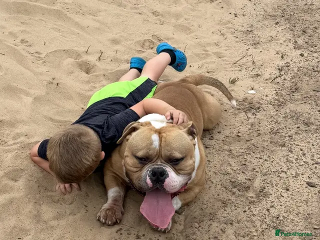 American Bulldog dogs Bruno- Pocket Bully - Advert 2