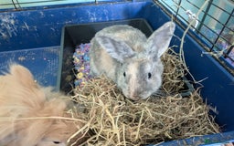 Mixed Breed rabbits for sale: Young bonded pair in need of a new home  - Image 3