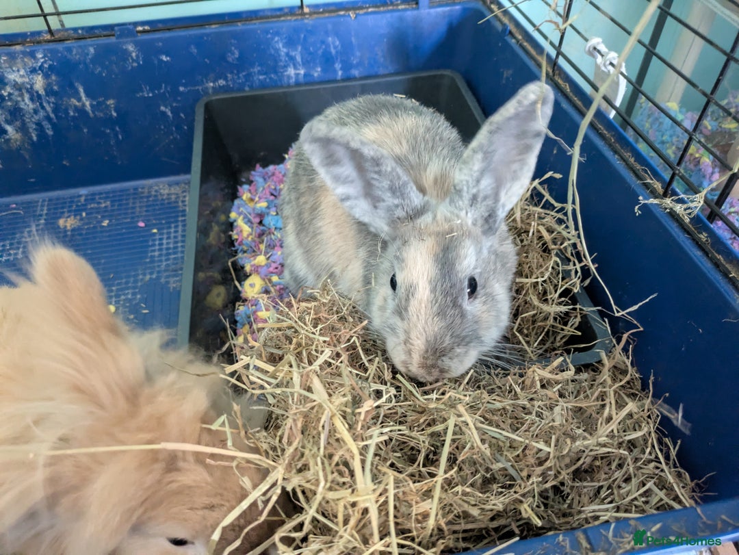 Mixed Breed rabbits for sale: Young bonded pair in need of a new home  - Image 3