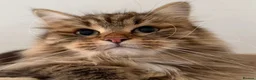 Siberian cats for sale: Siberian Former Show Queen  - Advert 3