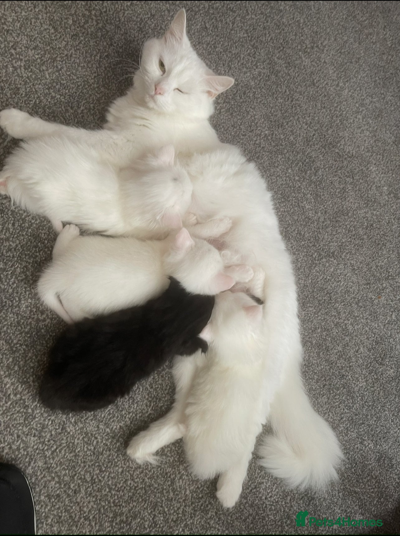 Turkish Angora cats 4 beautiful Turkish angoras  - Advert 15