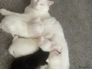 Turkish Angora cats 4 beautiful Turkish angoras - Advert 15