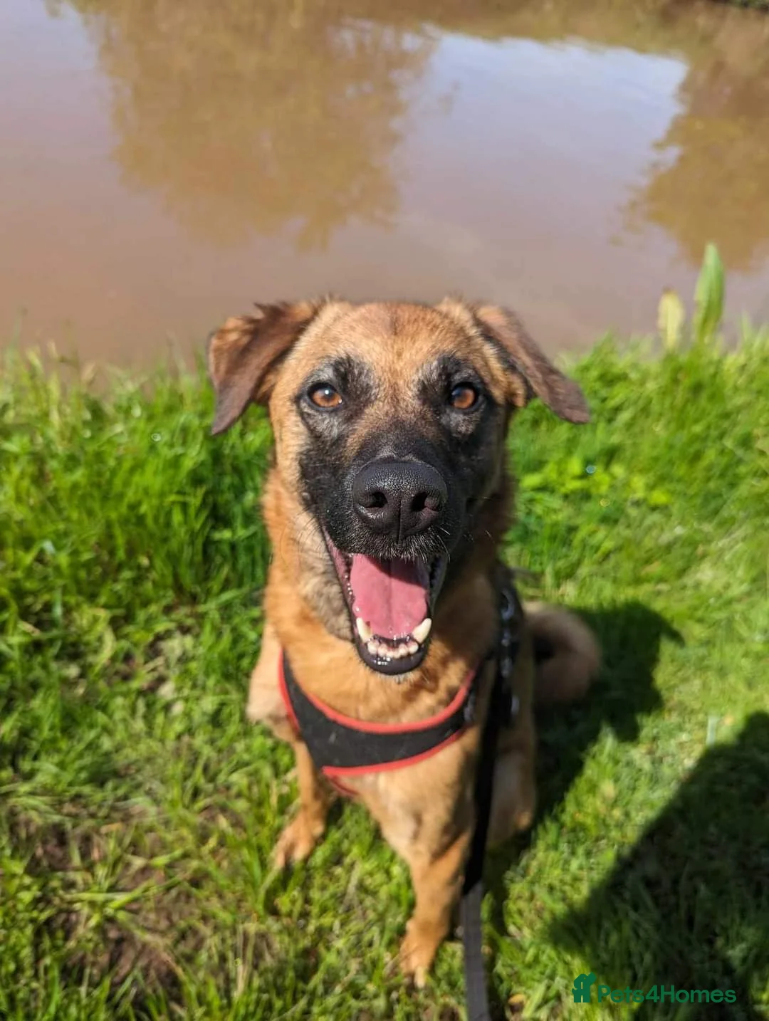 Mixed Breed dogs for adoption: Meet Ryder, currently residing in Cheshire  in Nantwich - Advert 17