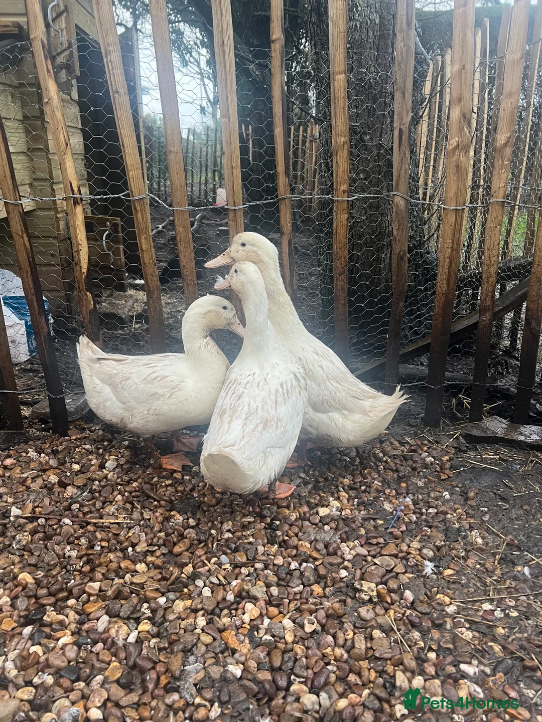 Ducks poultry for sale: 1 male Aylesbury duck **SOLD** - Advert 3