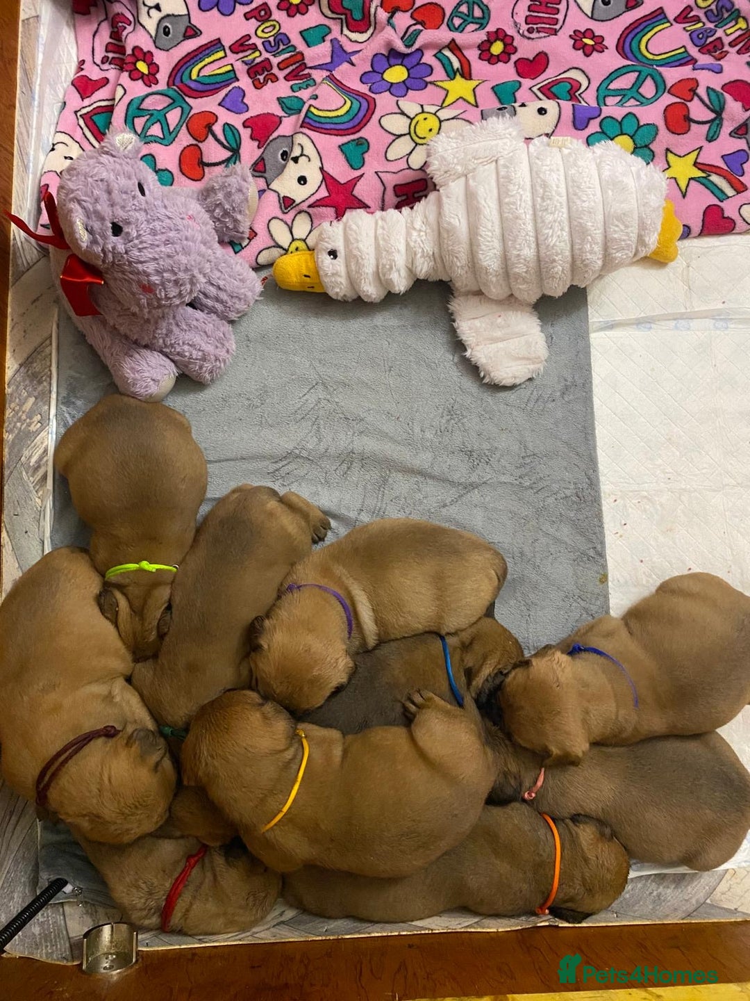 Bullmastiff dogs for sale: Beautiful litter of KC Reg bullmastiff puppies - Advert 13