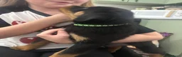 Rottweiler dogs for sale: Full Rottweiler pups  in Derby - Advert 15