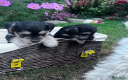 Jackapoo dogs for sale: Jackspoo - Image 3