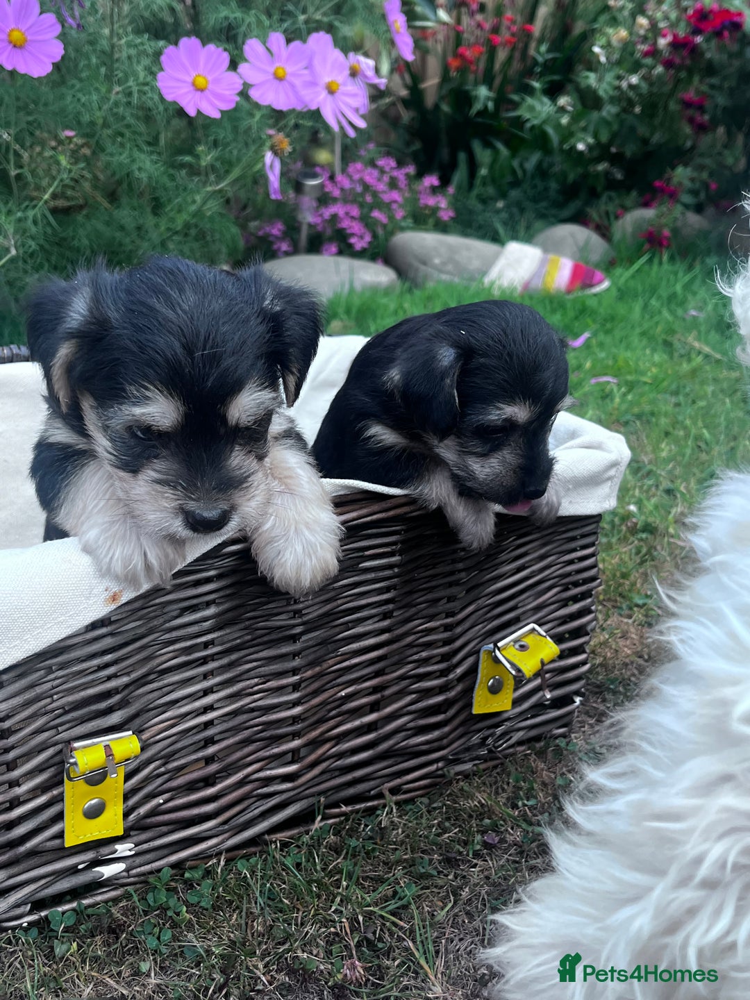 Jackapoo dogs for sale: Jackspoo - Image 3