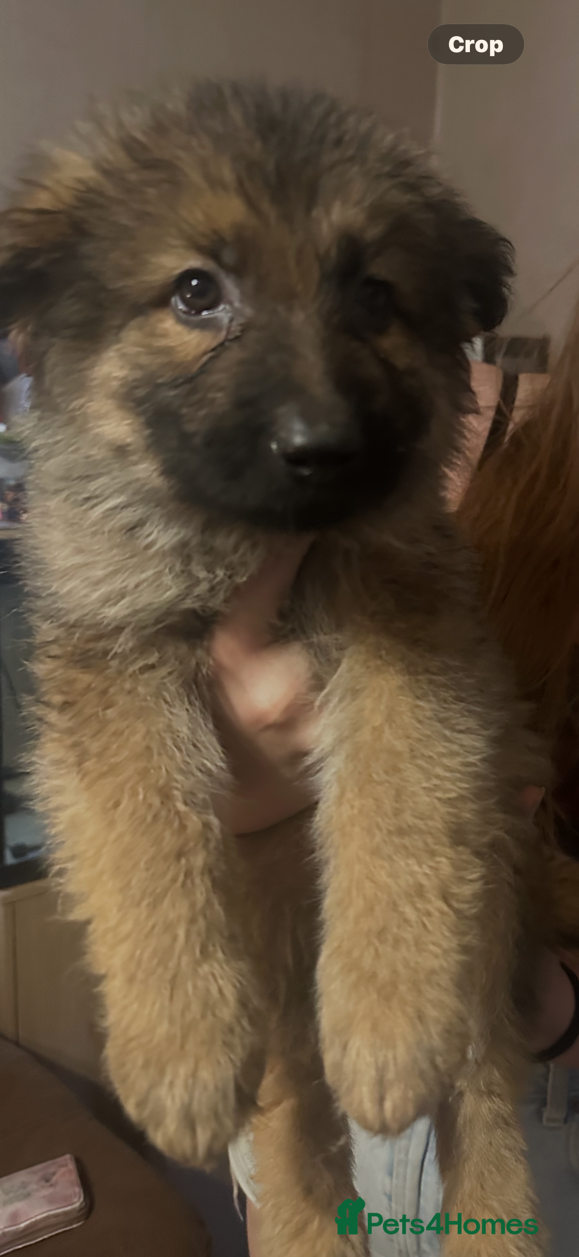 German Shepherd dogs Straight back German shepherd puppys - Advert 2