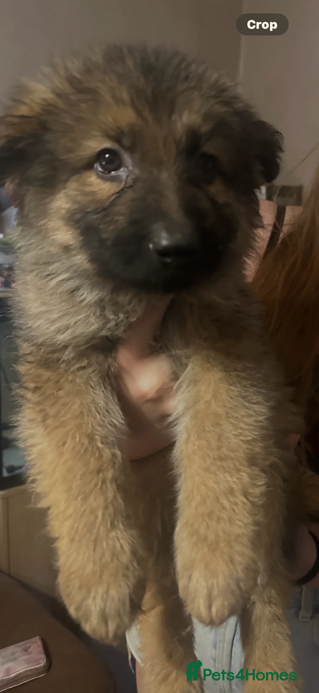 German Shepherd dogs for sale: Straight back German shepherd puppys - Advert 2