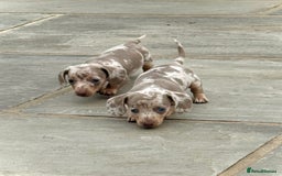 Miniature Dachshund dogs for sale: Beautiful litter of miniature dachshund puppies  - Image 1