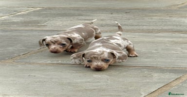 Miniature Dachshund dogs - Advert 13