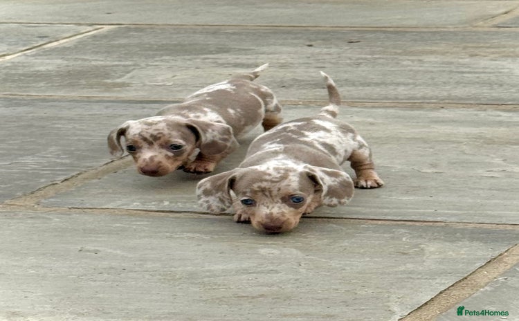 Miniature Dachshund dogs - Advert 1