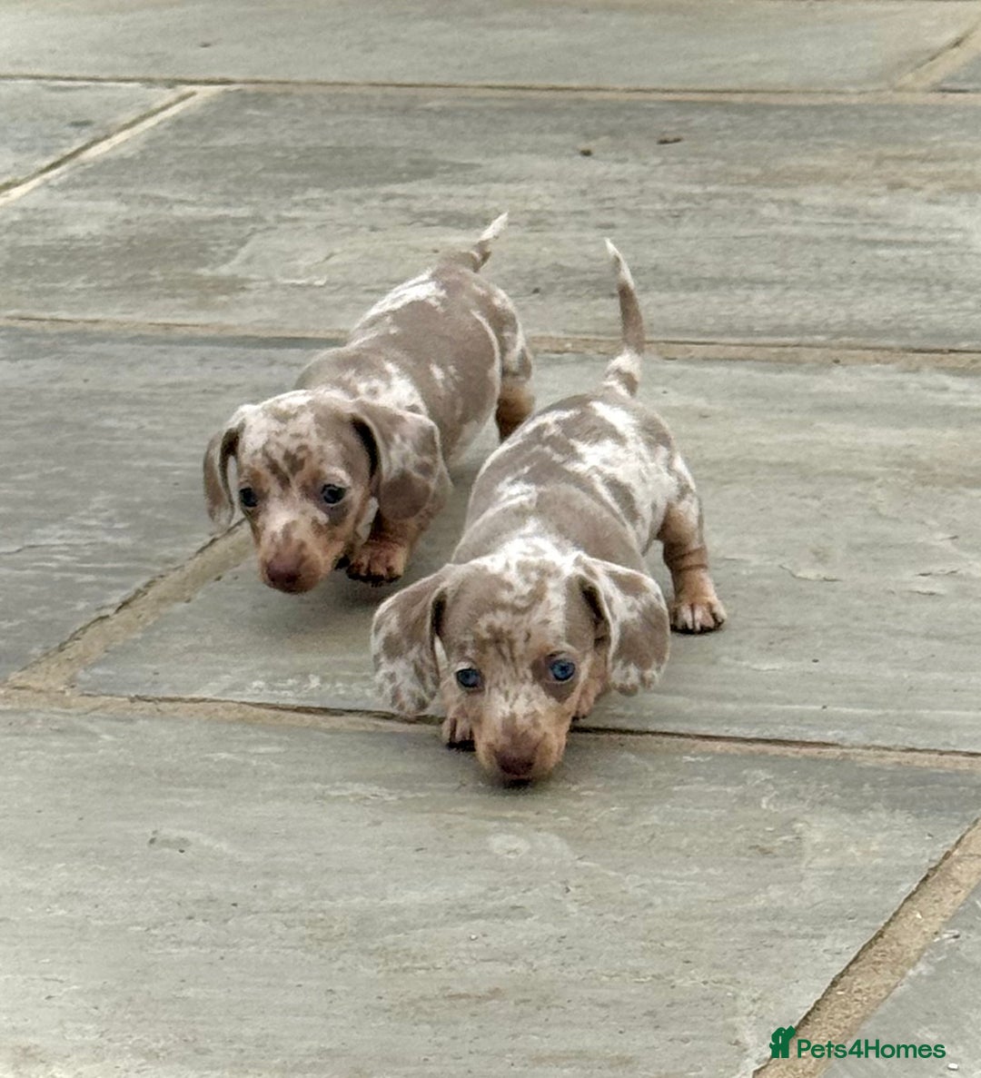 Miniature Dachshund dogs for sale: Beautiful litter of miniature dachshund puppies  - Image 1
