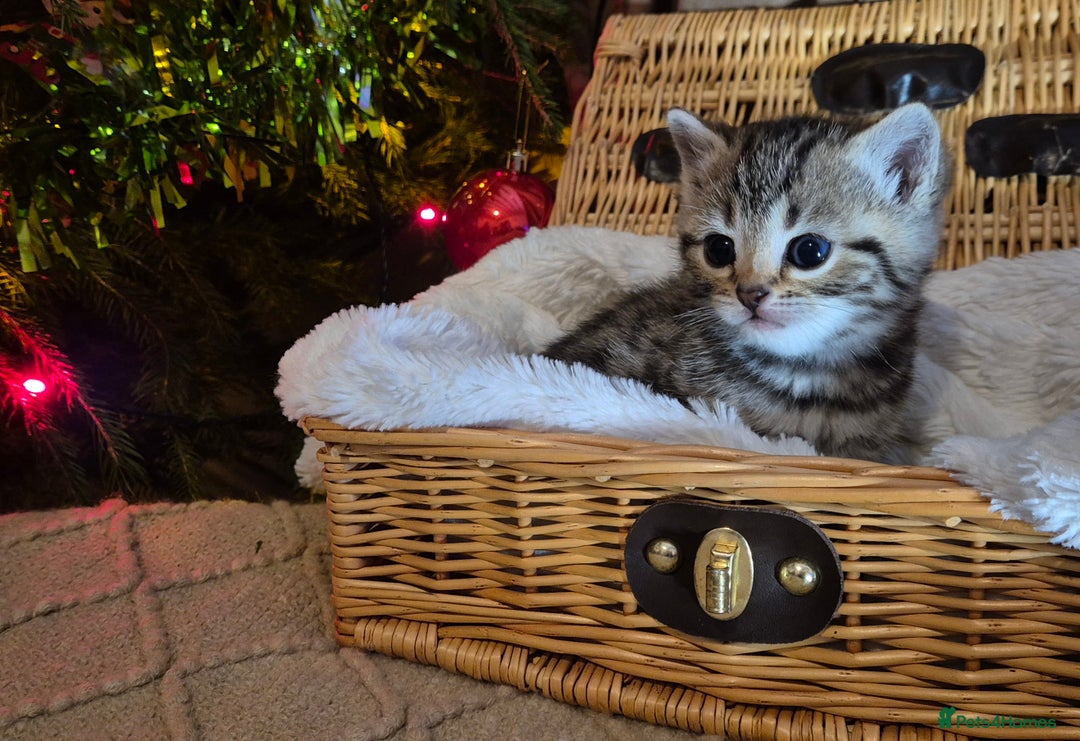 Bengal cats for sale: Bengal x British short hair - Advert 20