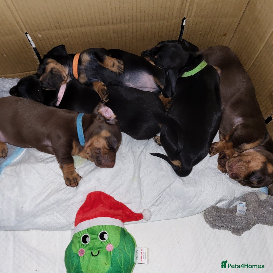 Dachshund dogs for sale: Wonderful dachshund puppies  - Advert 19