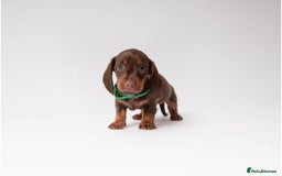 Miniature Dachshund dogs for sale: Beautiful miniature dachshunds - Image 4