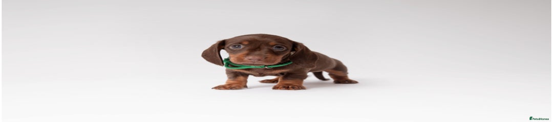Miniature Dachshund Puppy 2