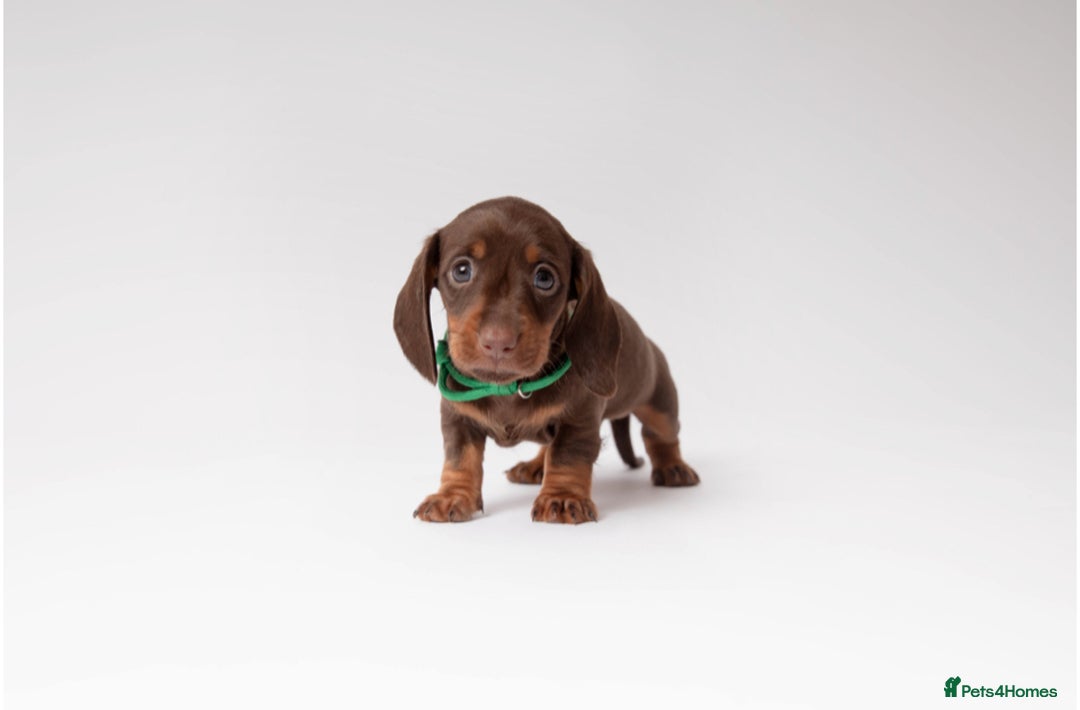 Miniature Dachshund dogs for sale: Beautiful miniature dachshunds - Image 4