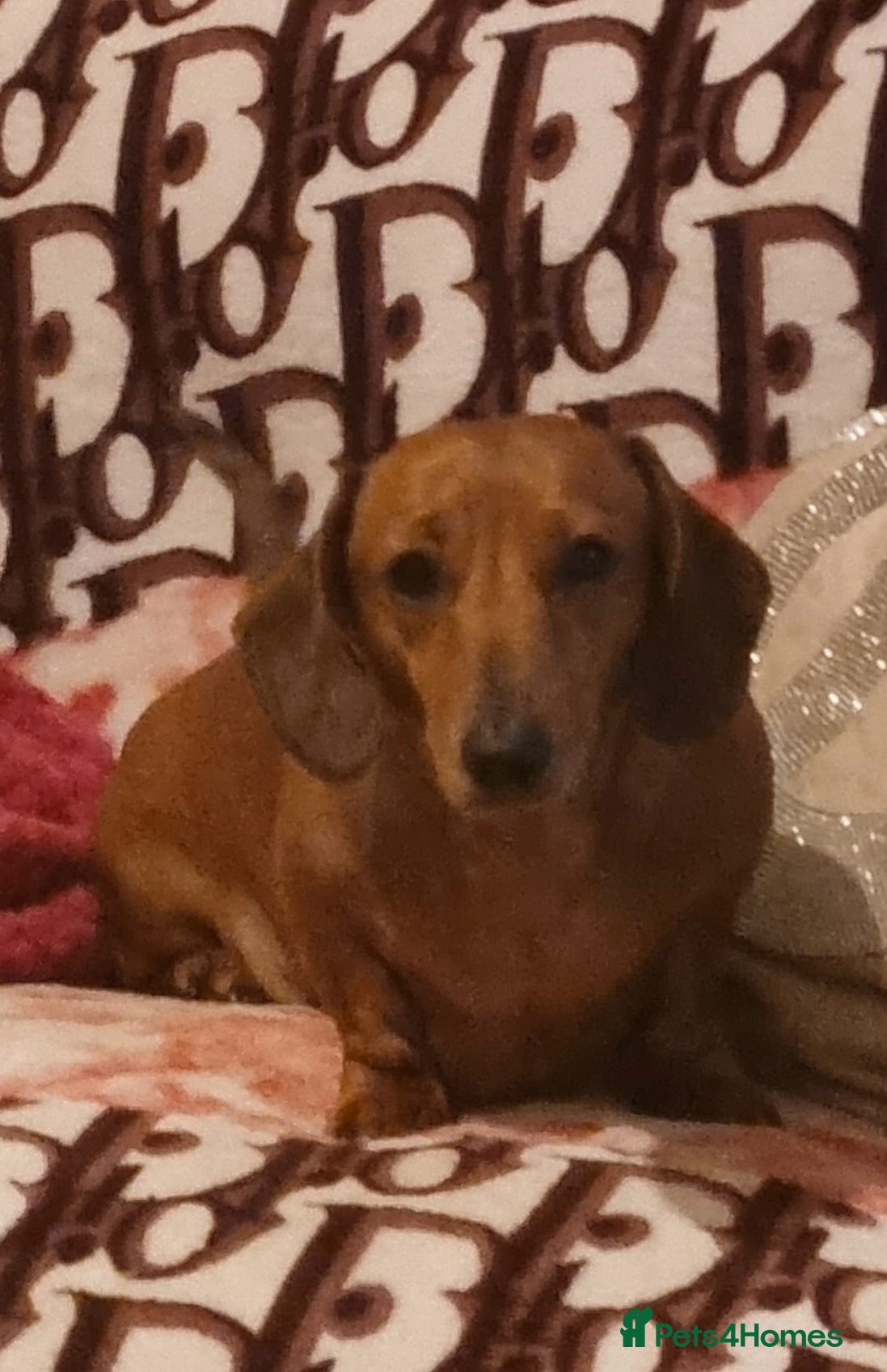 Miniature Dachshund dogs Red miniature dachshund  - Advert 2