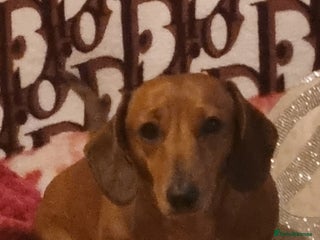 Miniature Dachshund dogs Red miniature dachshund - Advert 3