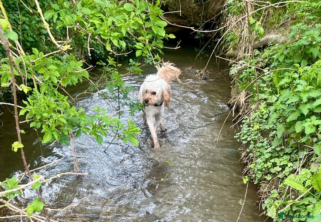 Mixed Breed dogs for sale: Three puppies for sell  in Rushden - Image 5