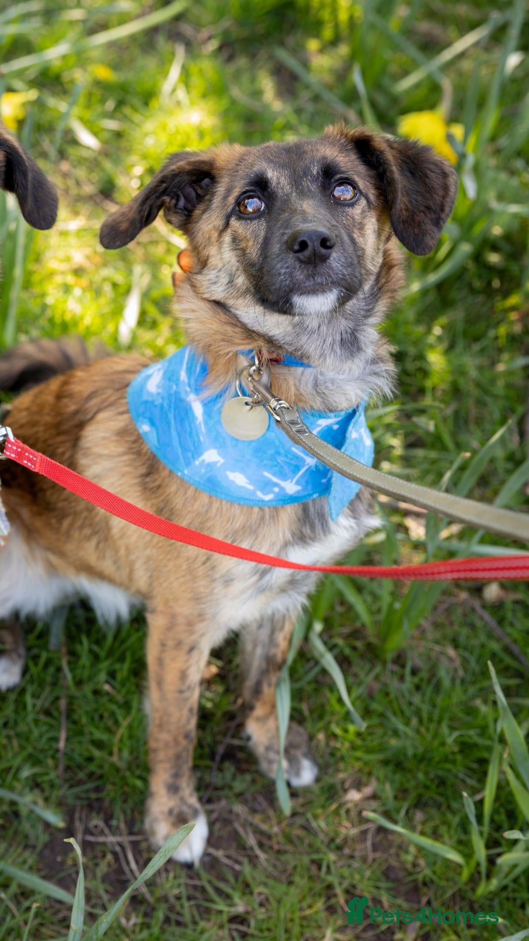 Mixed Breed dogs 🐾 Tigra: Gentle Adorable Beautiful Clever girl - Advert 1