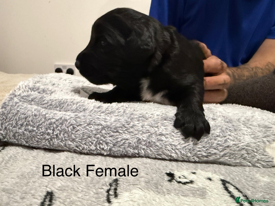 Mixed Breed dogs for sale: Beautiful Doberman X springer spaniel pups in Hawick - Image 19