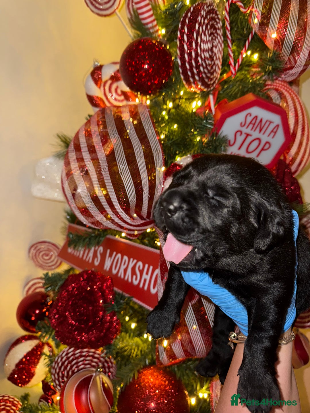 Labrador Retriever dogs for sale: Kc registered Labrador 2 puppies left ! ⭐️⭐️⭐️⭐️ - Advert 26