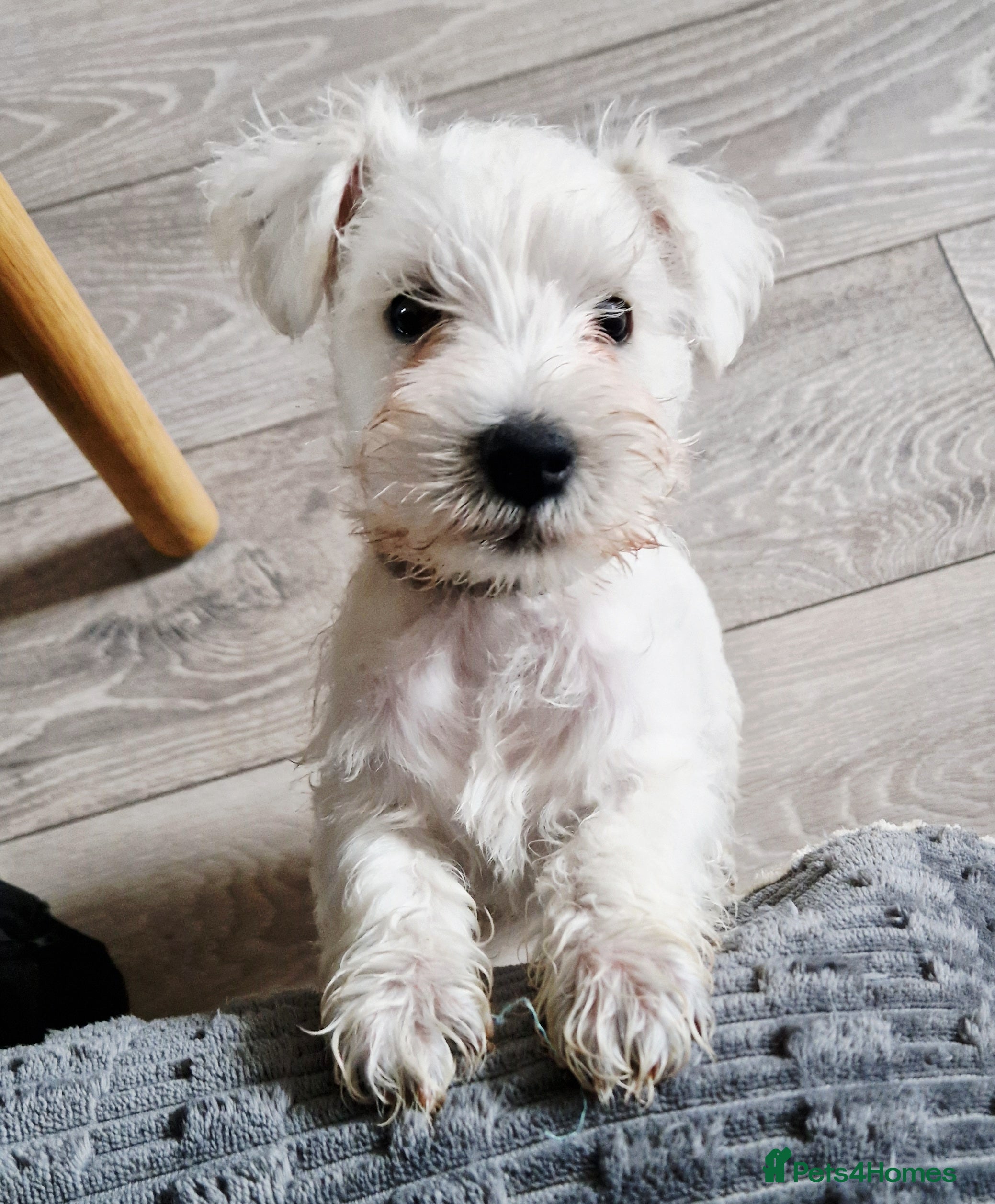 Miniature Schnauzer dogs Just one boy left White Minature schnauzer KC - Advert 5