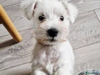 Miniature Schnauzer dogs Just one boy left White Minature schnauzer KC - Advert 5