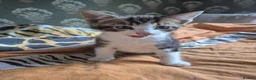 Domestic Shorthair cats for sale: Kittens ready for their forever home - Advert 4