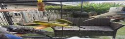 Budgerigars birds for sale: 6 budgies for sale beautiful colpurs - Advert 6