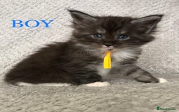 Maine Coon cats for sale: MaineCoon Kittens For Sale Black Smoke - Image 29