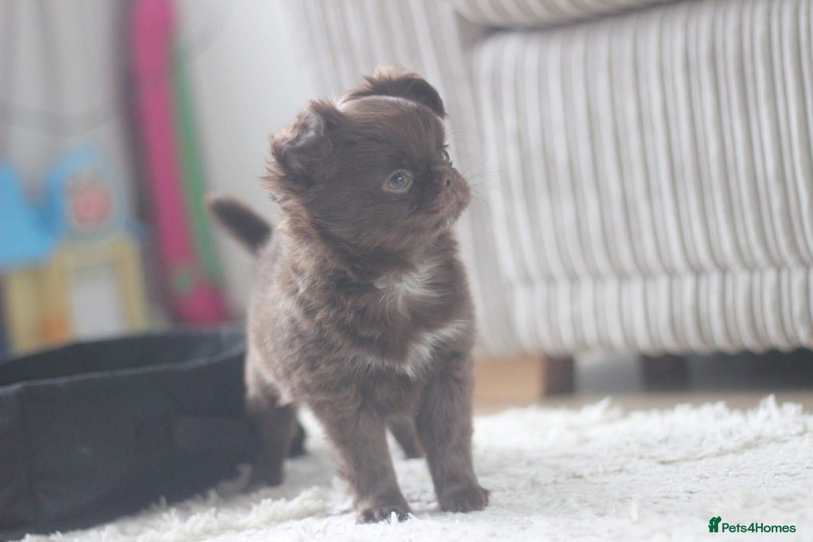 Chihuahua dogs OUTSTANDING QUALITY KC REG CHIHUAHUA PUPPIES 🐶🤎 - Advert 2