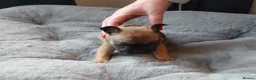 French Bulldog dogs for sale:  🐾 STUNNING KC REG FRENCH BULLDOG PUPPIES  in Livingston - Advert 2