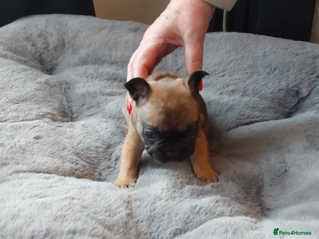 French Bulldog dogs for sale:  🐾 STUNNING KC REG FRENCH BULLDOG PUPPIES  in Livingston - Advert 2