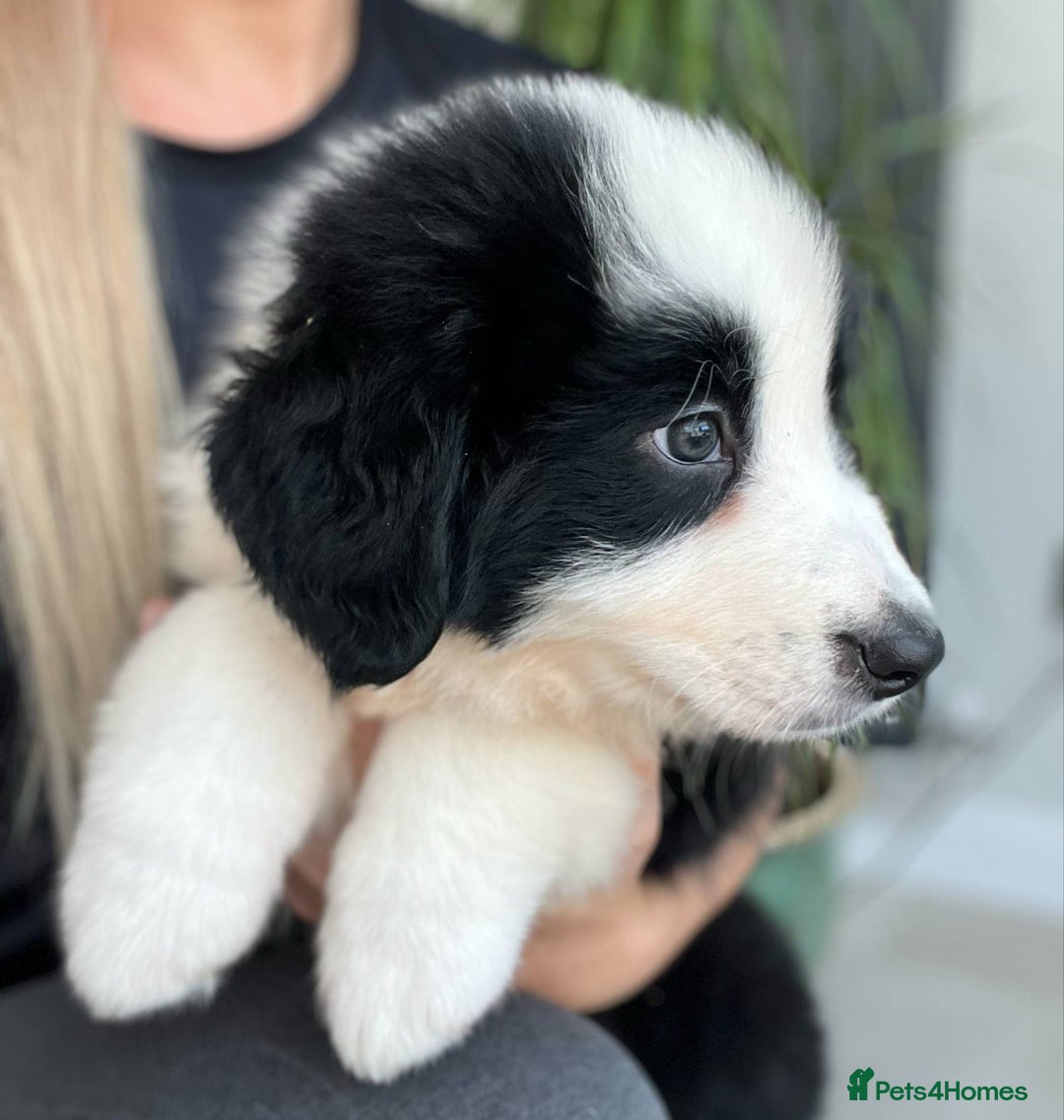 Bernese Mountain Dog dogs for sale: Stunning Chunky Bordernese Puppies - Image 19