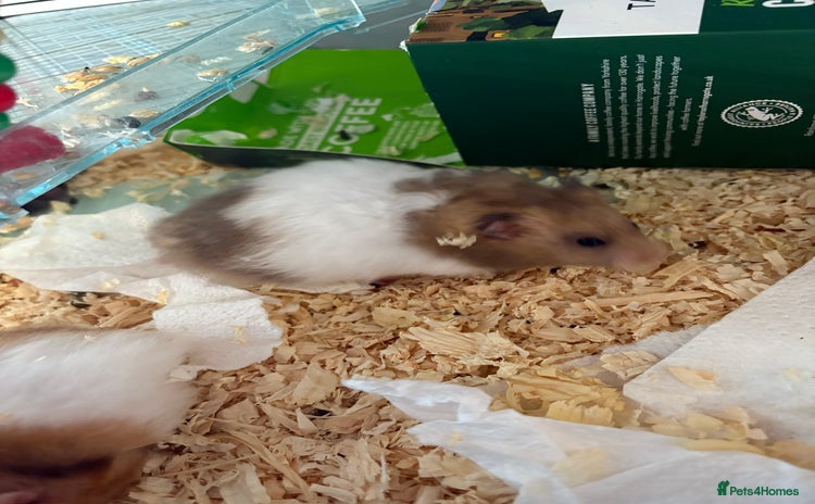 Hamster rodents - Advert 14