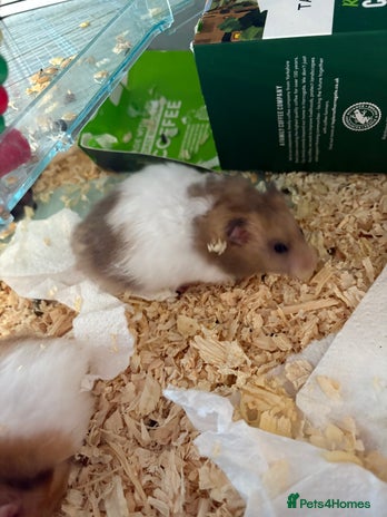 Hamster rodents - Advert 7