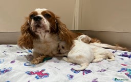 Cavalier King Charles Spaniel dogs for sale: Beautiful Cavalier Cross Maltese Puppies  - Advert 13