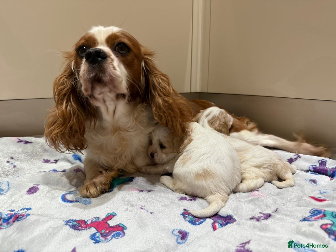 Cavalier King Charles Spaniel dogs for sale: Beautiful Cavalier Cross Maltese Puppies  - Advert 13